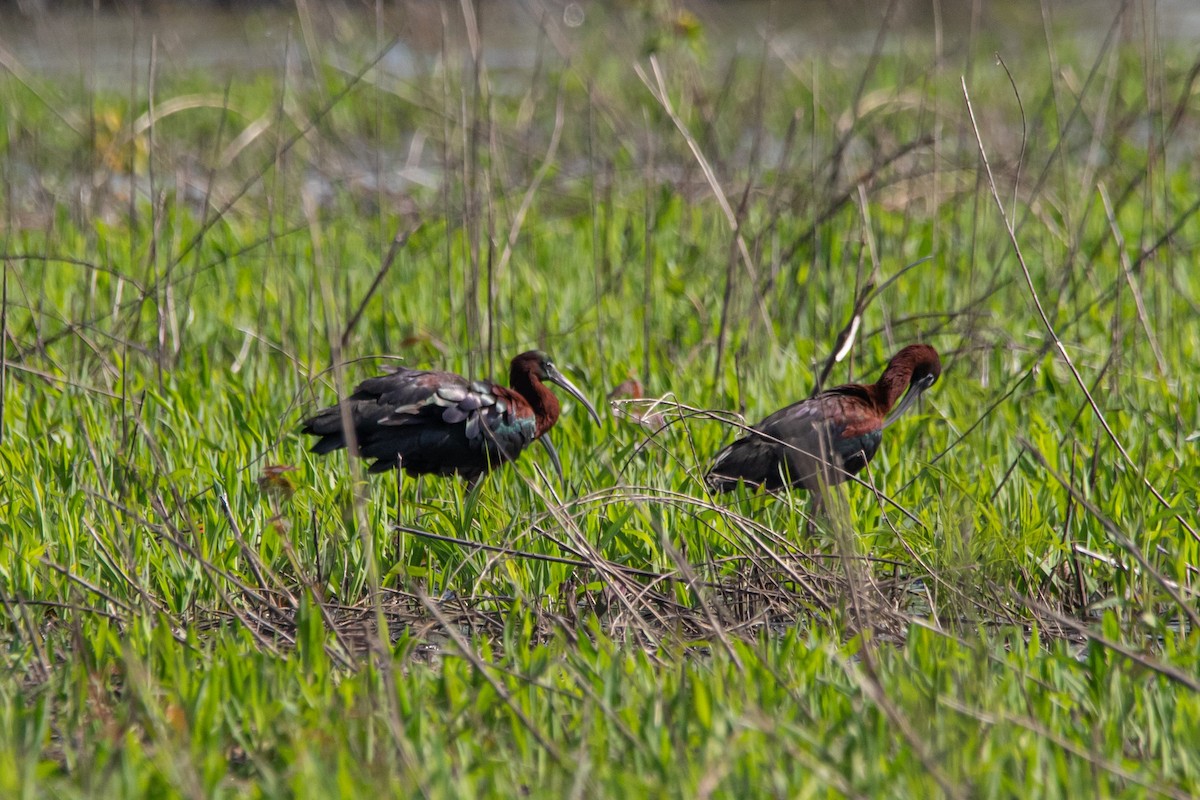 Glossy Ibis - ML618005640