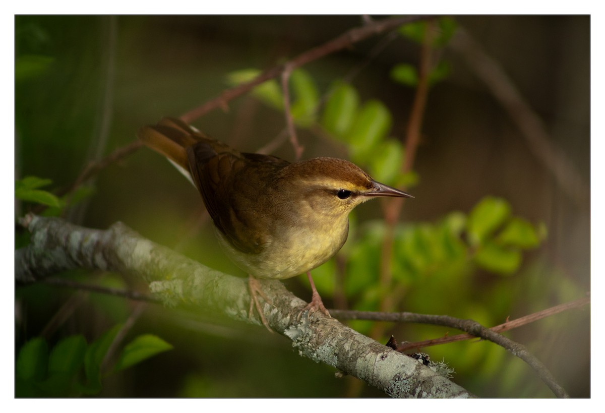 Swainson's Warbler - ML618005653