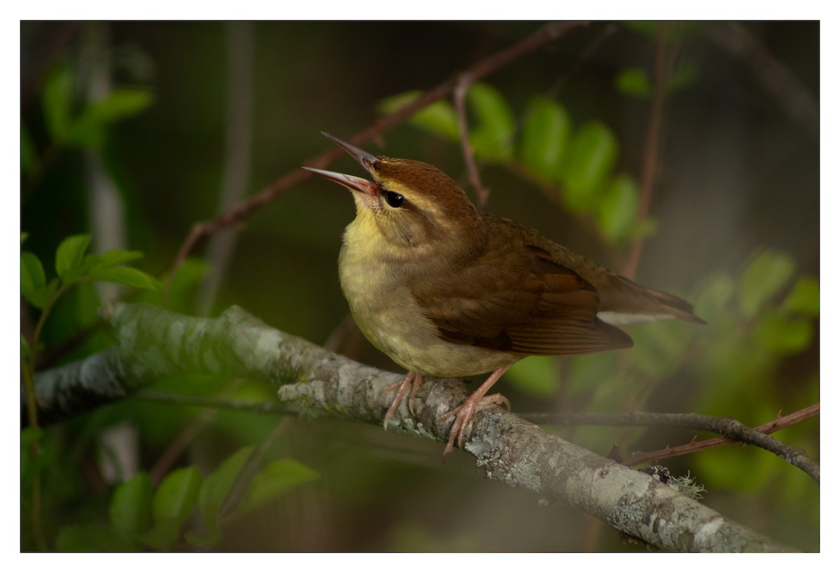 Swainson's Warbler - ML618005654
