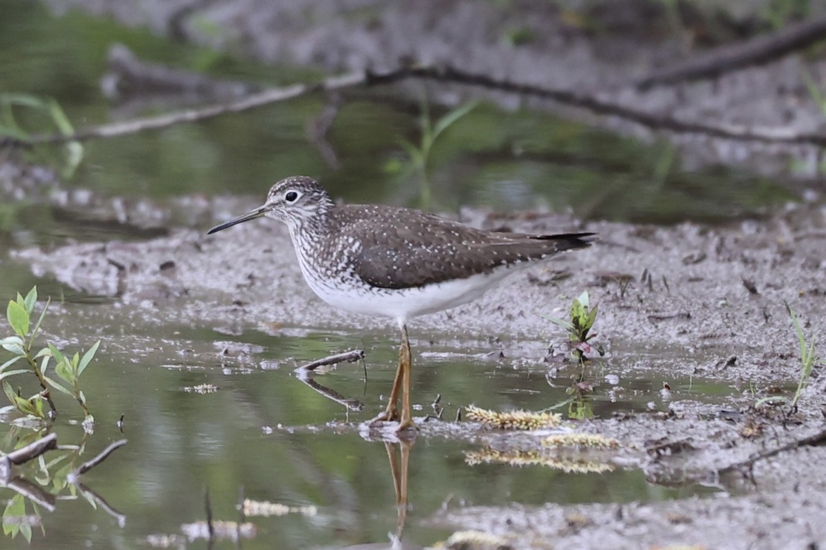 Solitary Sandpiper - ML618005669