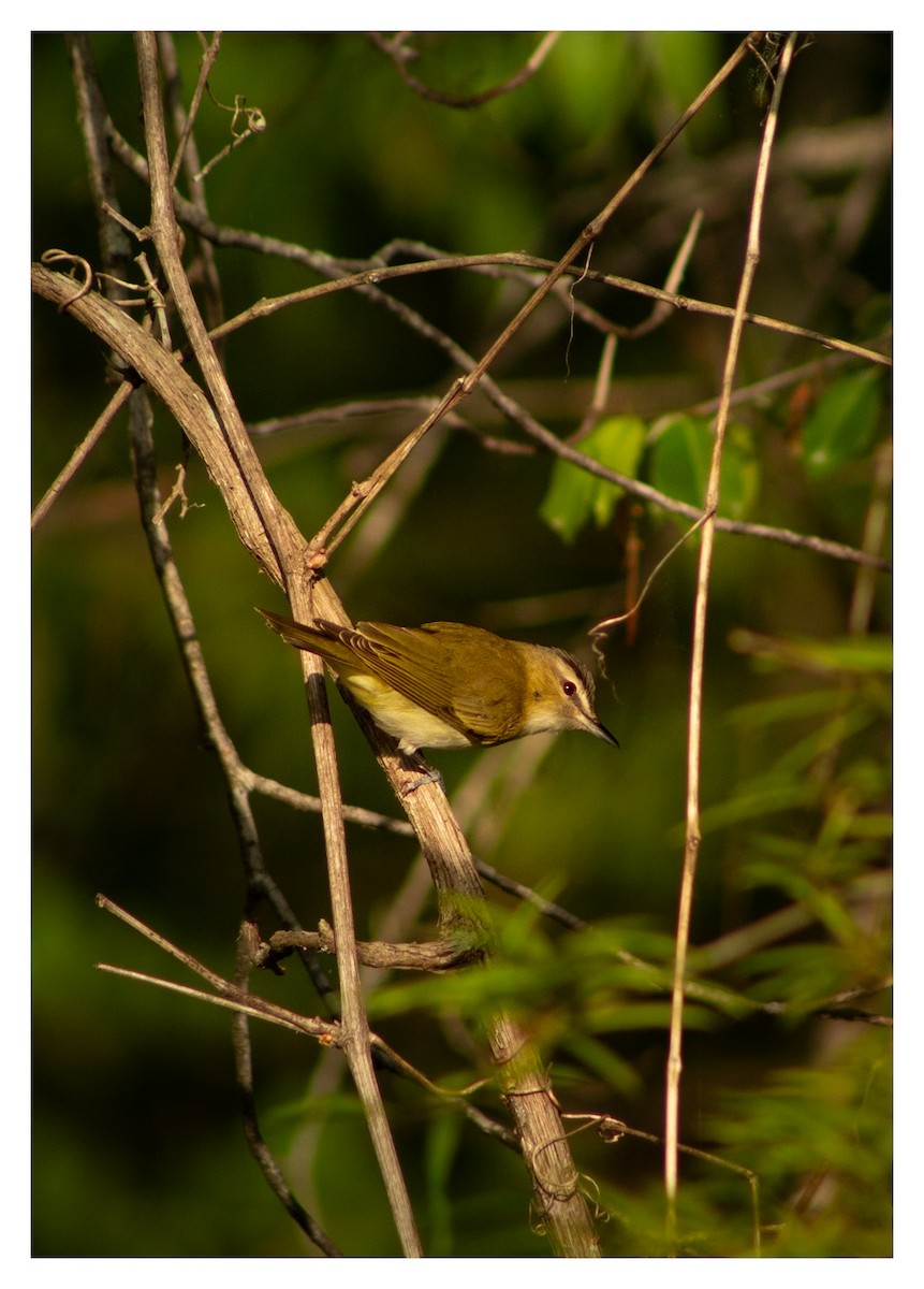 Red-eyed Vireo - ML618005675