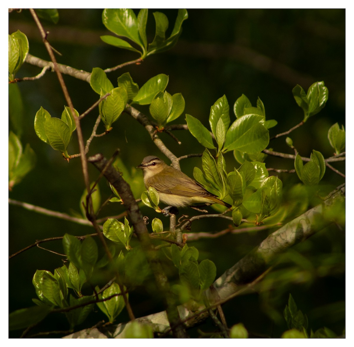 Red-eyed Vireo - ML618005676
