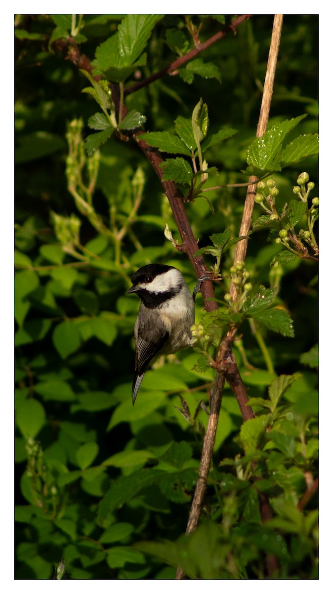 Carolina Chickadee - ML618005678