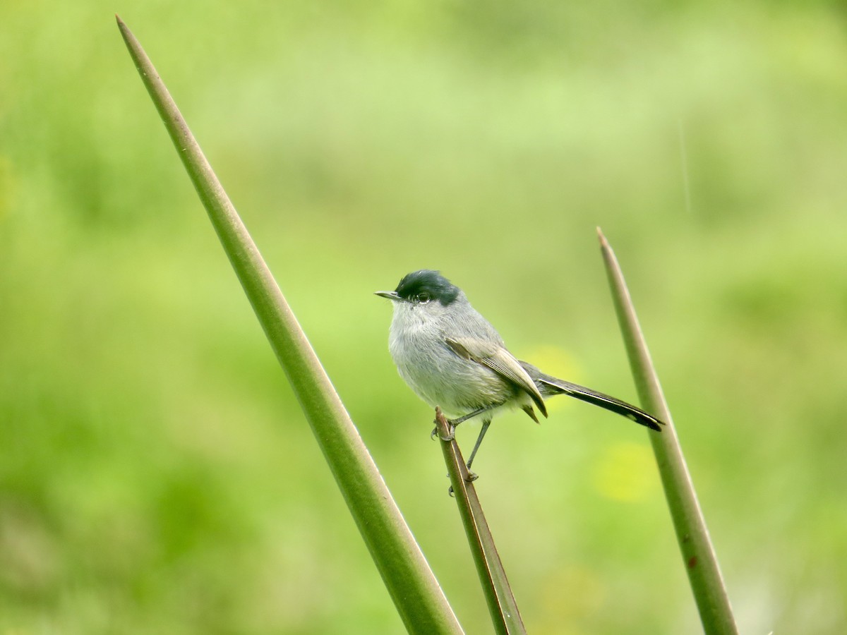 California Gnatcatcher - James Leone