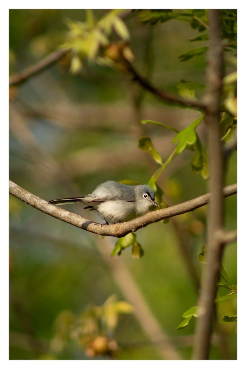 Blue-gray Gnatcatcher - ML618005691