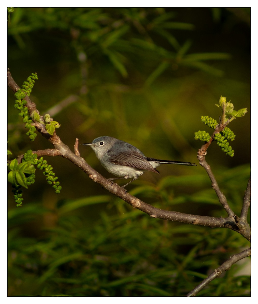 Blue-gray Gnatcatcher - ML618005692