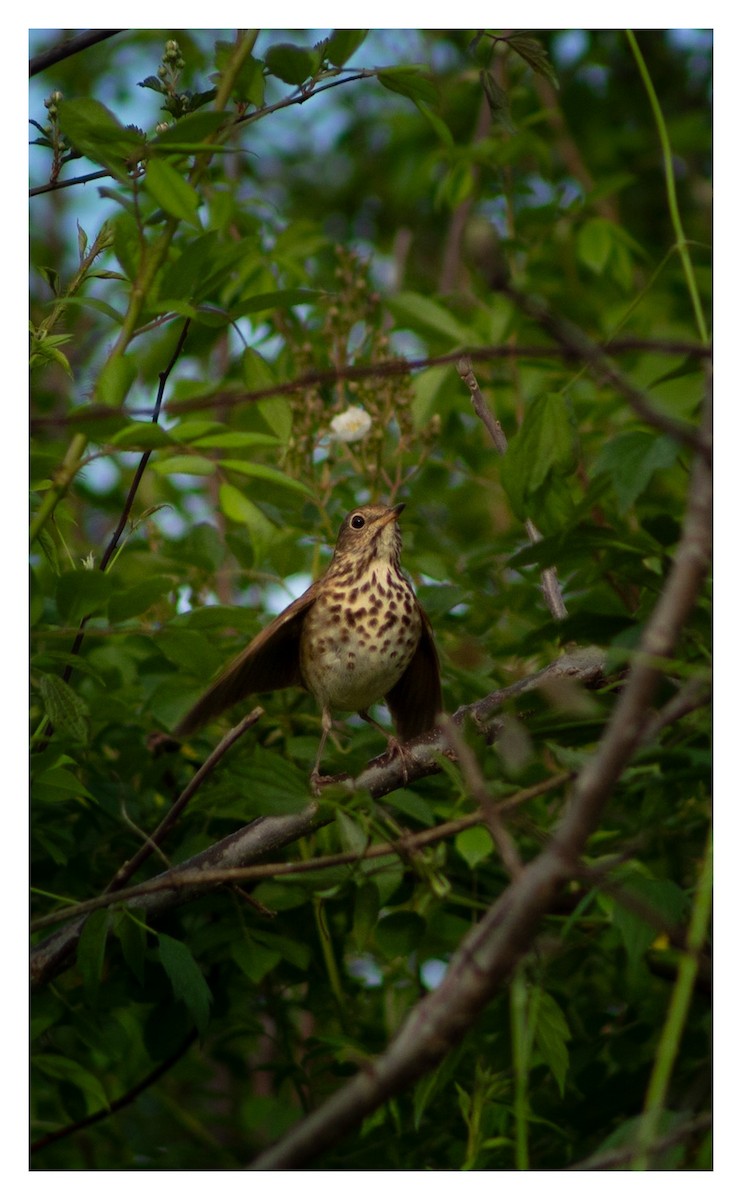 Hermit Thrush - ML618005708