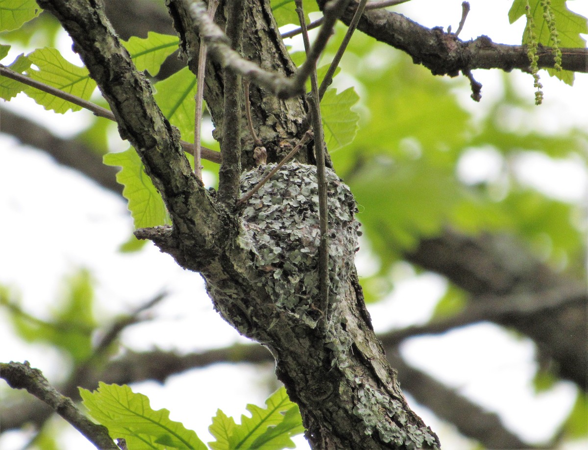 Blue-gray Gnatcatcher - ML618005714