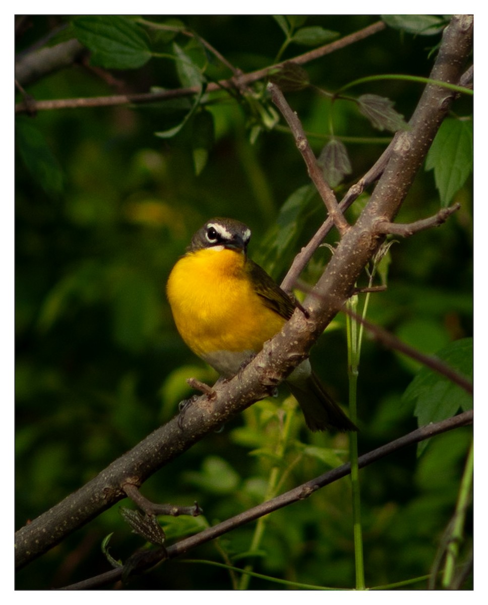 Yellow-breasted Chat - ML618005720