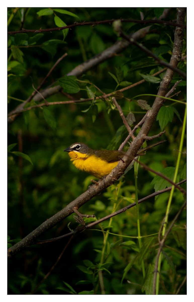 Yellow-breasted Chat - ML618005721