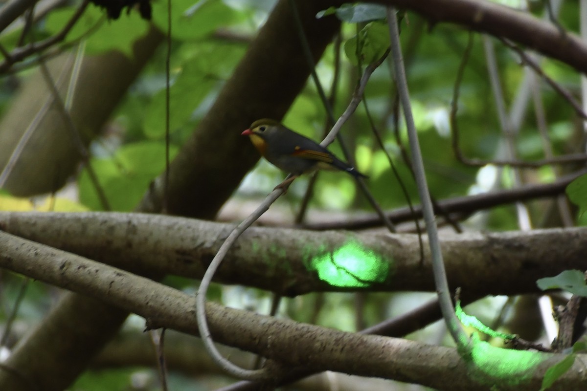 Red-billed Leiothrix - ML618005725