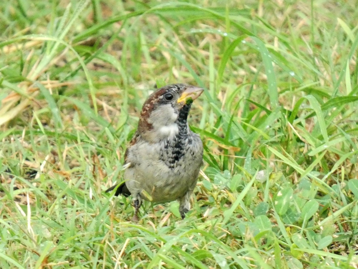 House Sparrow - Ian Starling