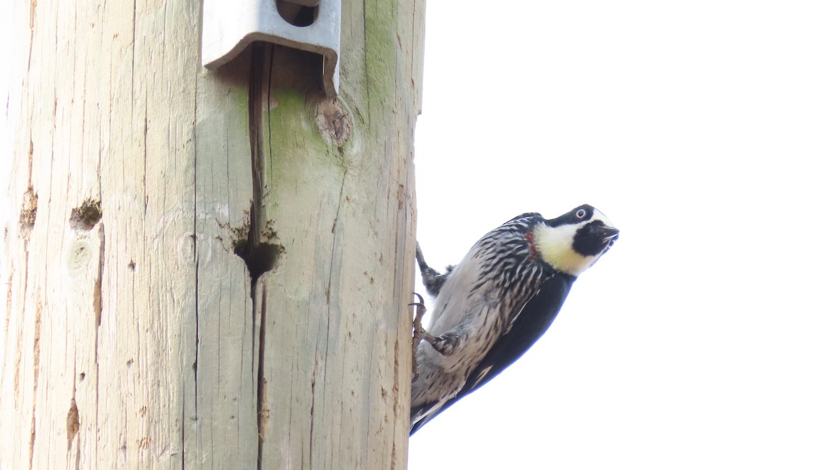 Acorn Woodpecker - Oliver  Komar