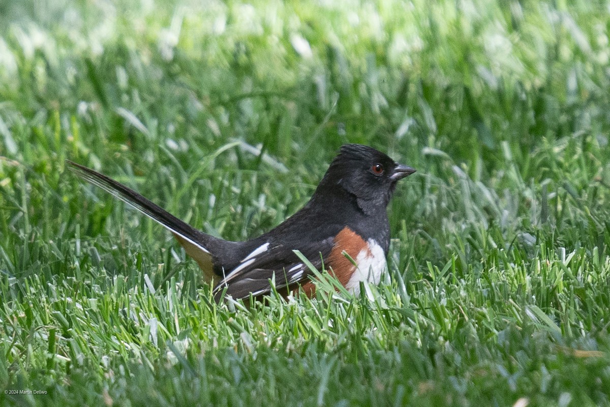 Eastern Towhee - Martin Dellwo