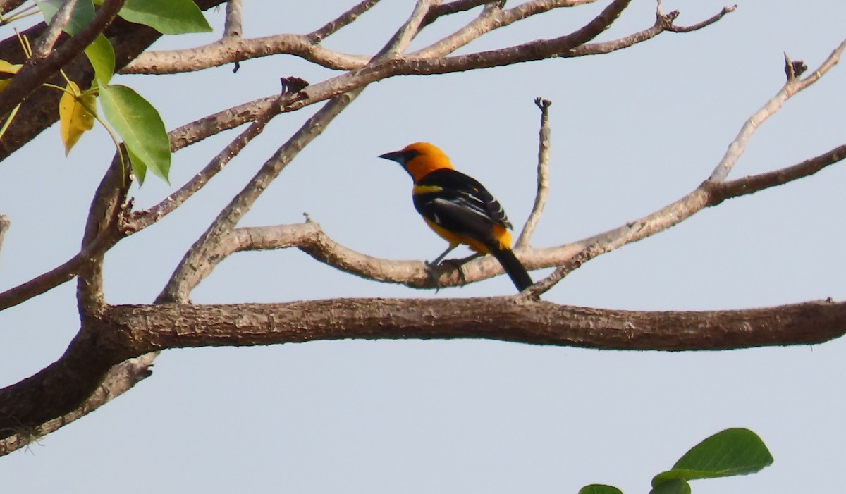 Altamira Oriole - Oliver  Komar