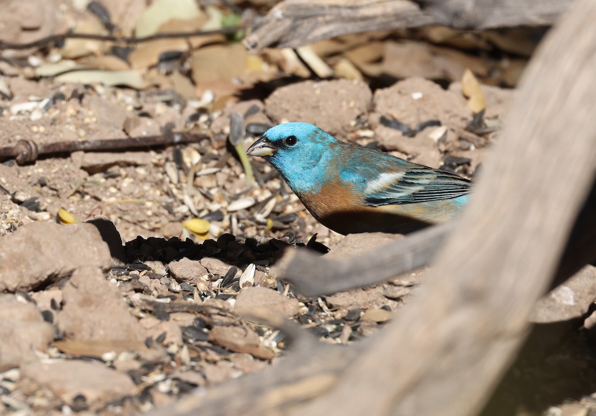 Lazuli Bunting - Andy Gee