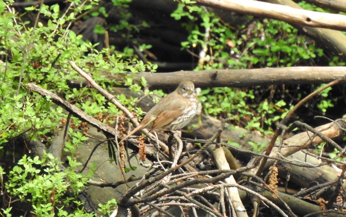 Fox Sparrow - ML618005801