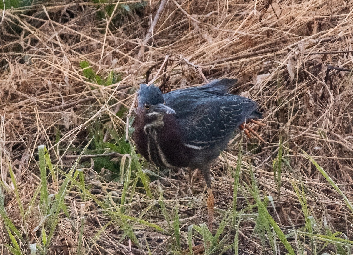 Green Heron - ML618005818