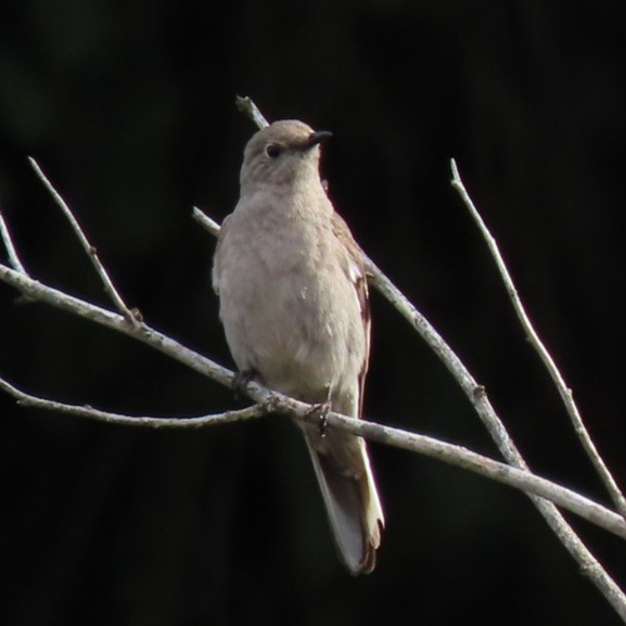 Townsend's Solitaire - Emily Larson