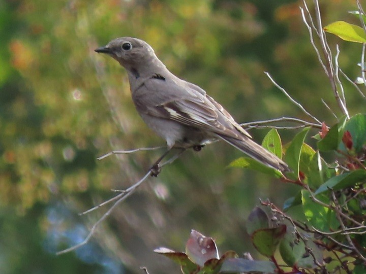 Townsend's Solitaire - Emily Larson