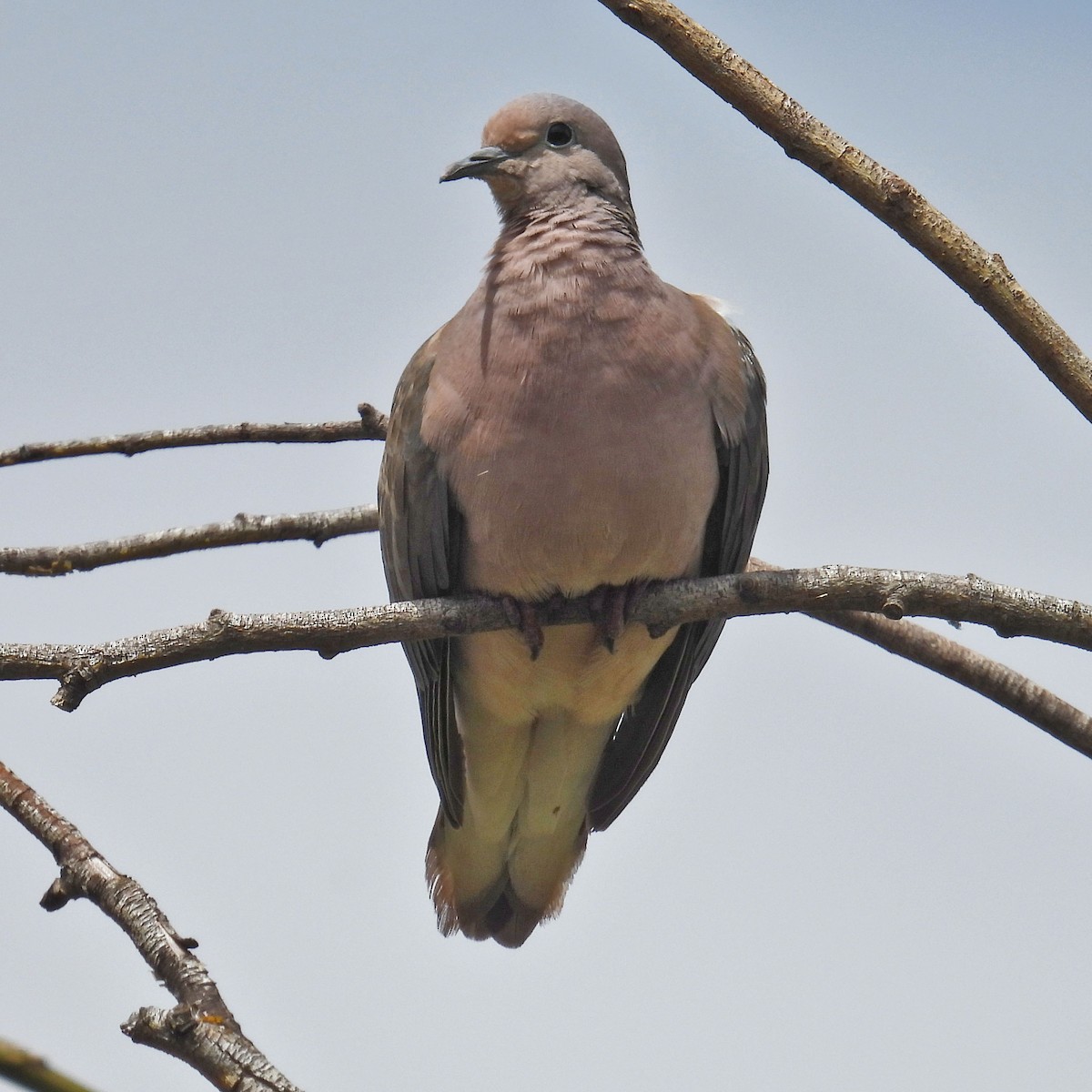 Eared Dove - ML618005856