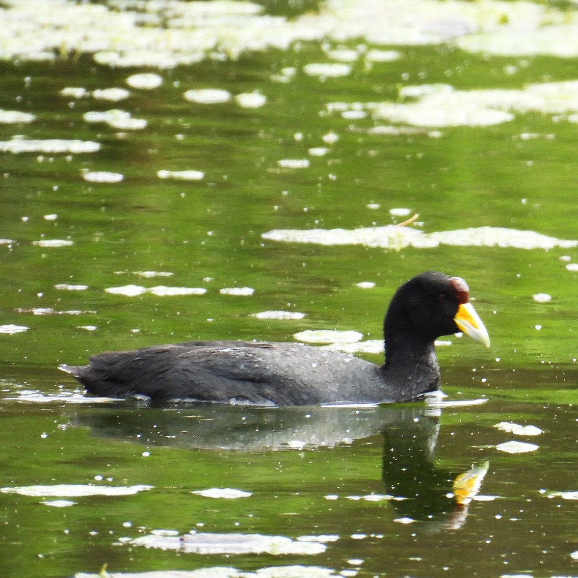 Slate-colored Coot - ML618005865