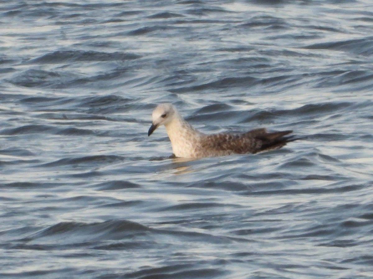 Lesser Black-backed Gull - ML618005881