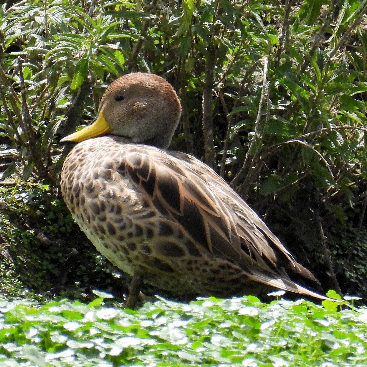 Yellow-billed Pintail - ML618005917