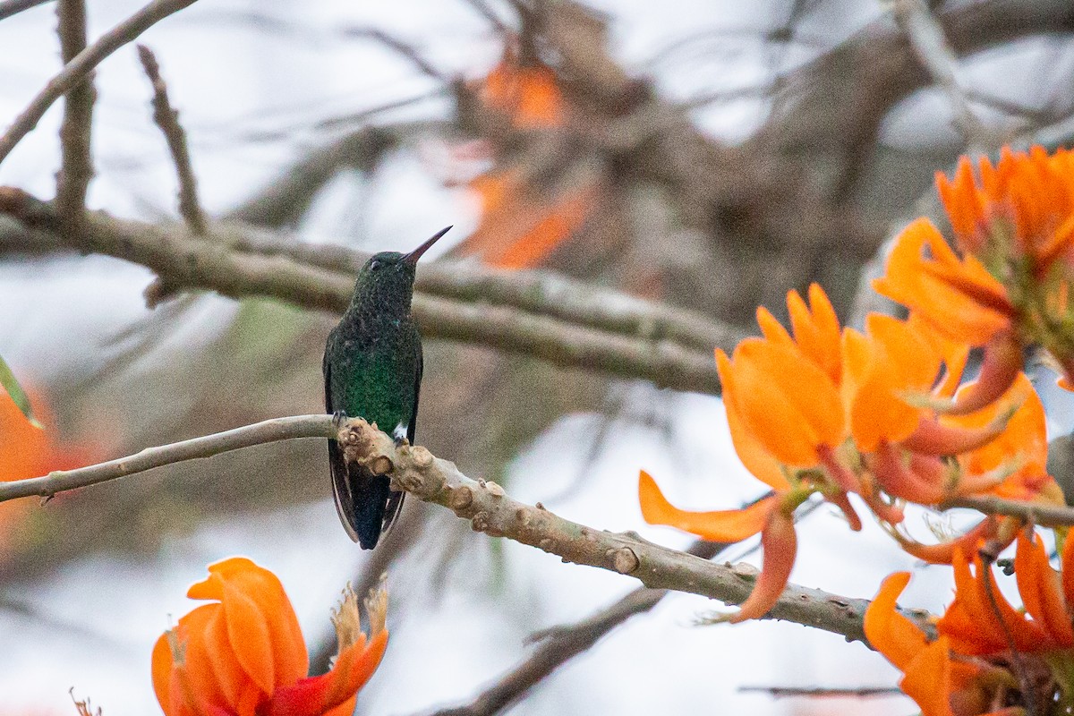 Copper-rumped Hummingbird - ML618005926