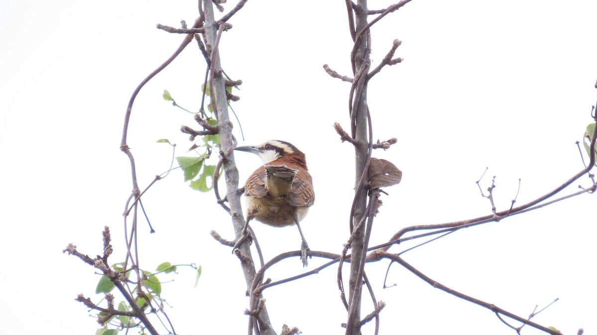 Rufous-naped Wren - Oliver  Komar