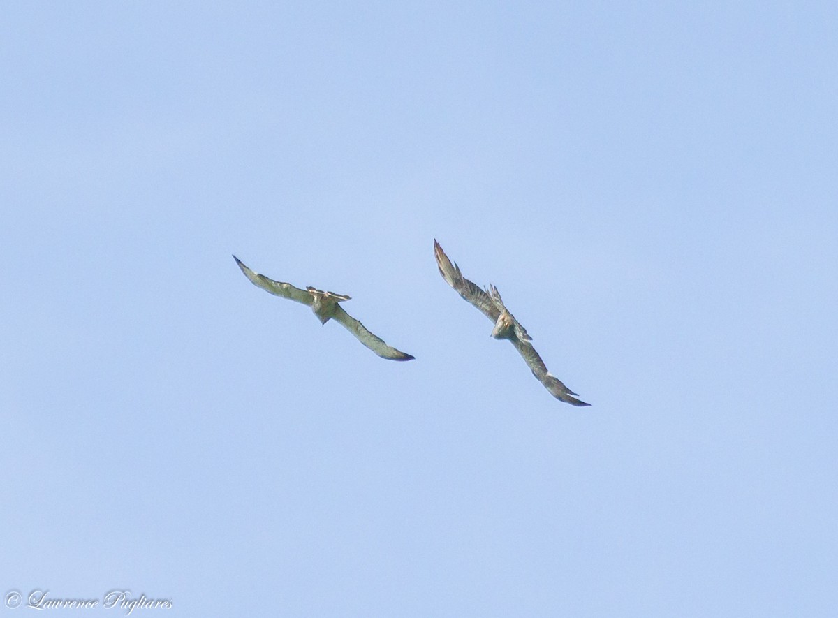 Broad-winged Hawk - ML618005930