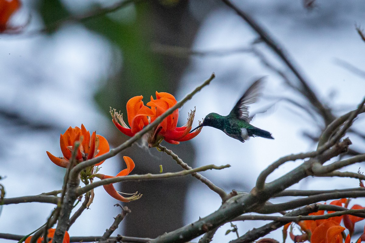 Blue-tailed Emerald - ML618005944