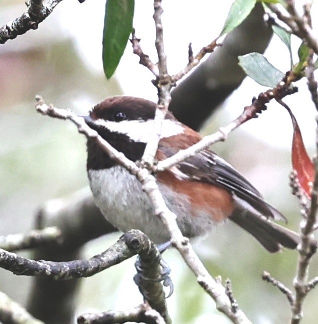 Chestnut-backed Chickadee - Dale & Margaret Raven