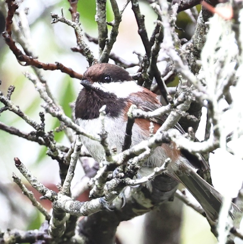 Chestnut-backed Chickadee - ML618005951