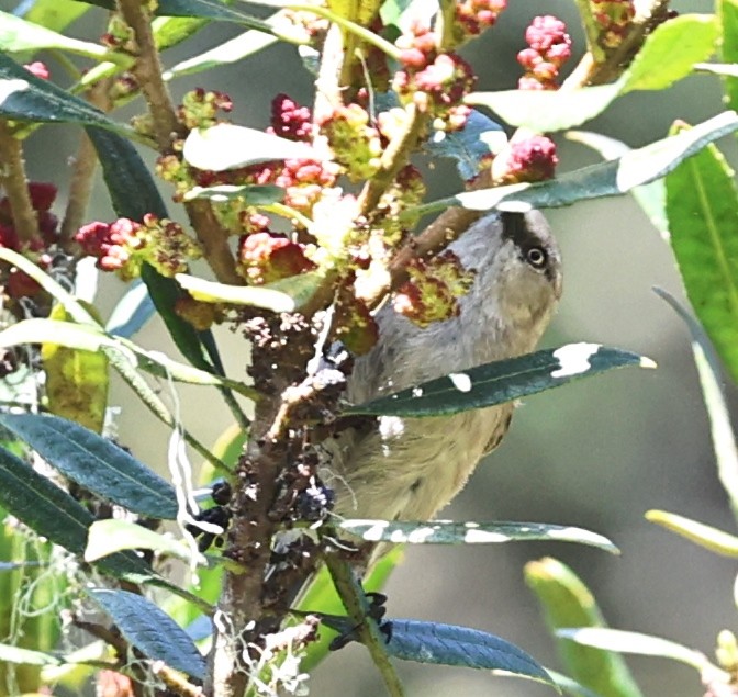 Bushtit - ML618005962