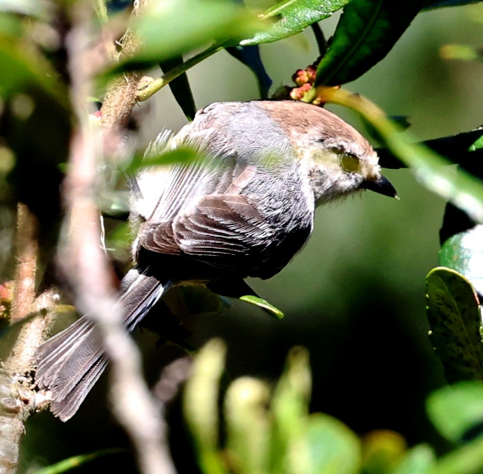 Bushtit - ML618005963