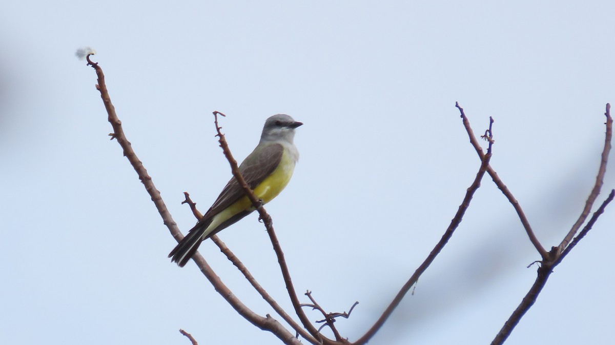 Western Kingbird - Oliver  Komar