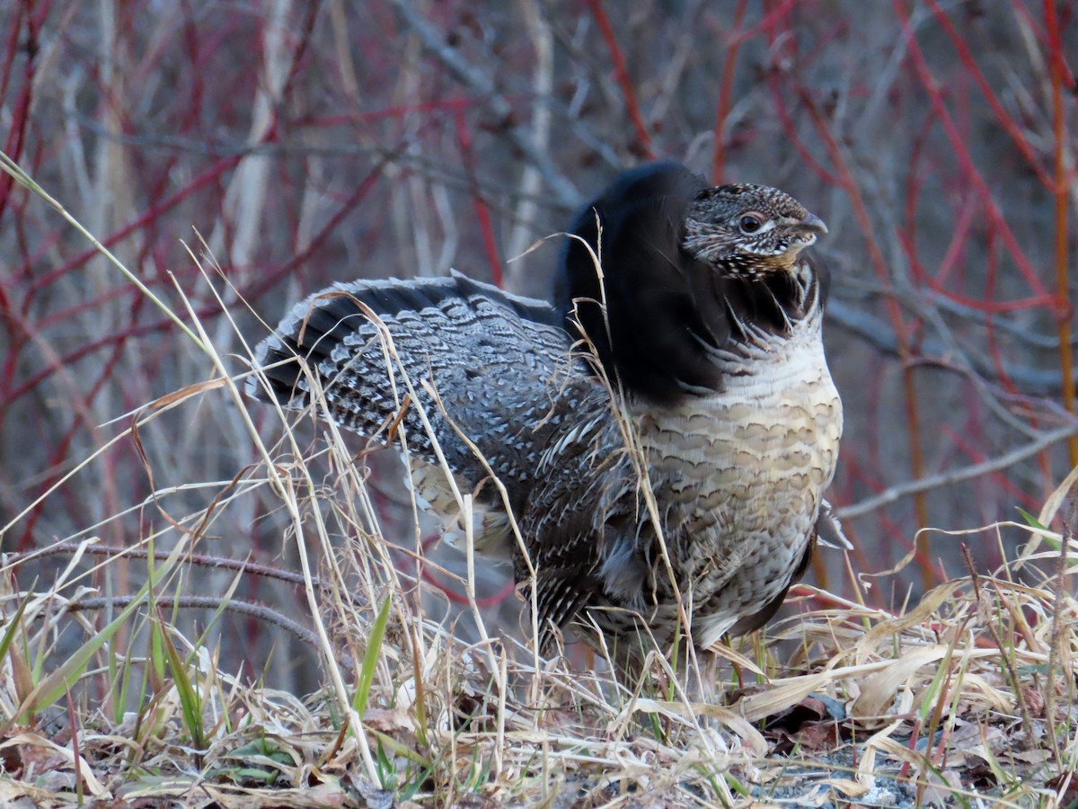 Ruffed Grouse - ML618005985