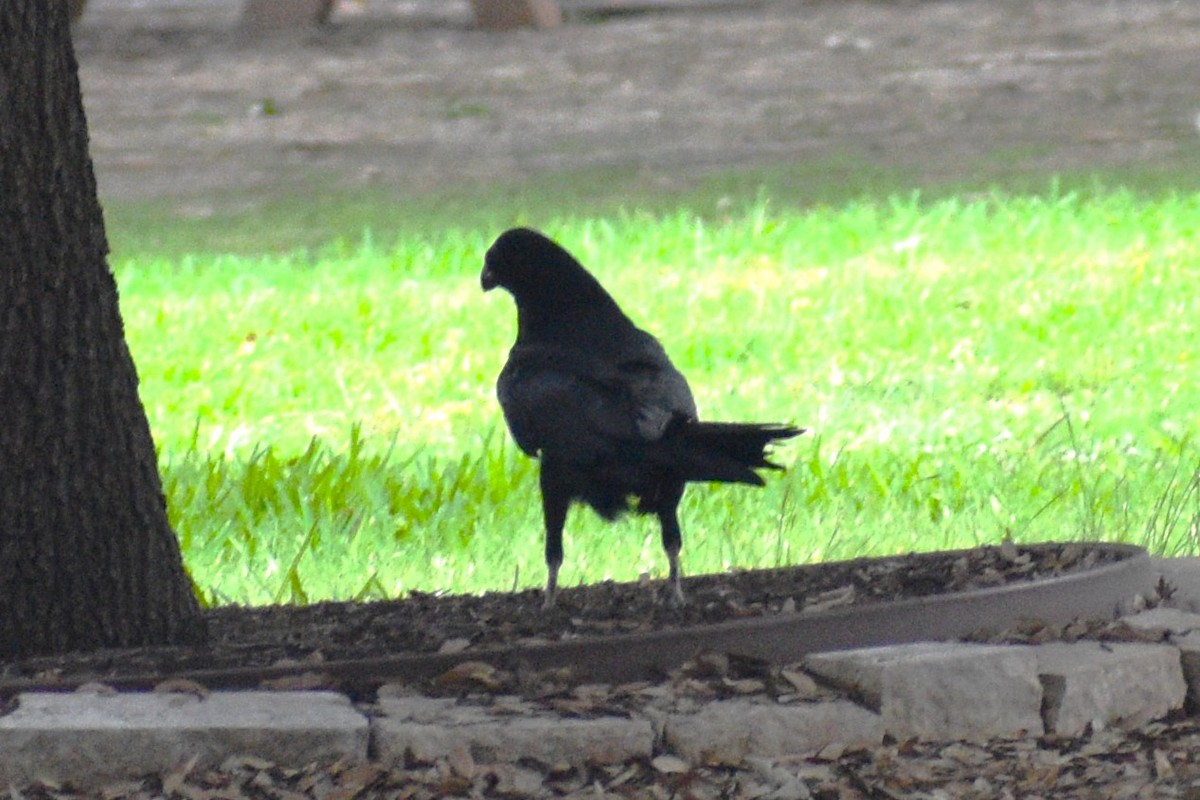 Corvus sp. (raven sp.) - ML618005991
