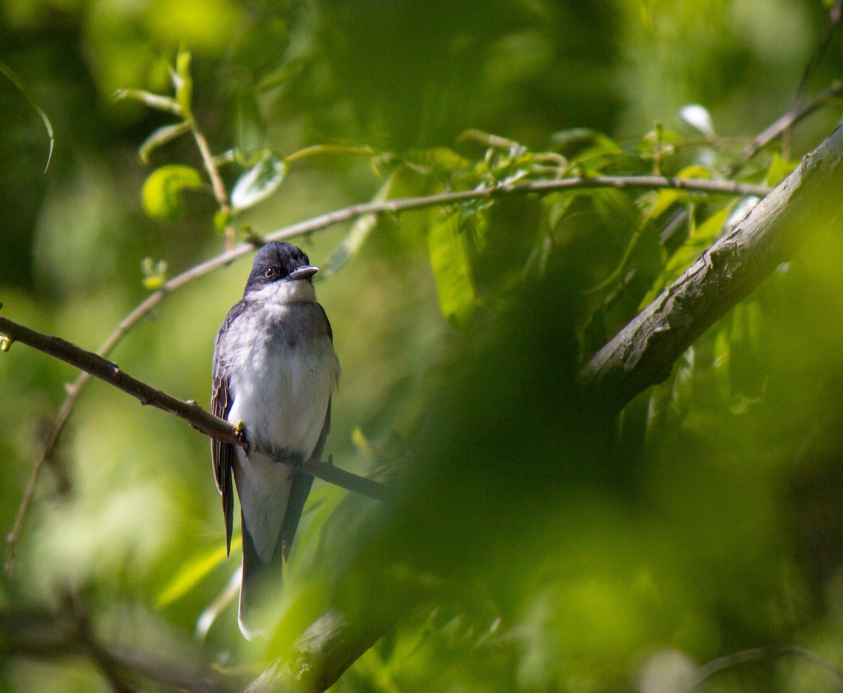 Eastern Kingbird - ML618006003