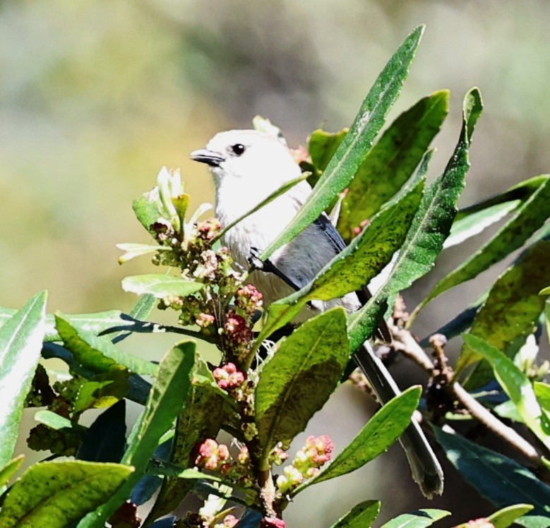 Bushtit - ML618006016