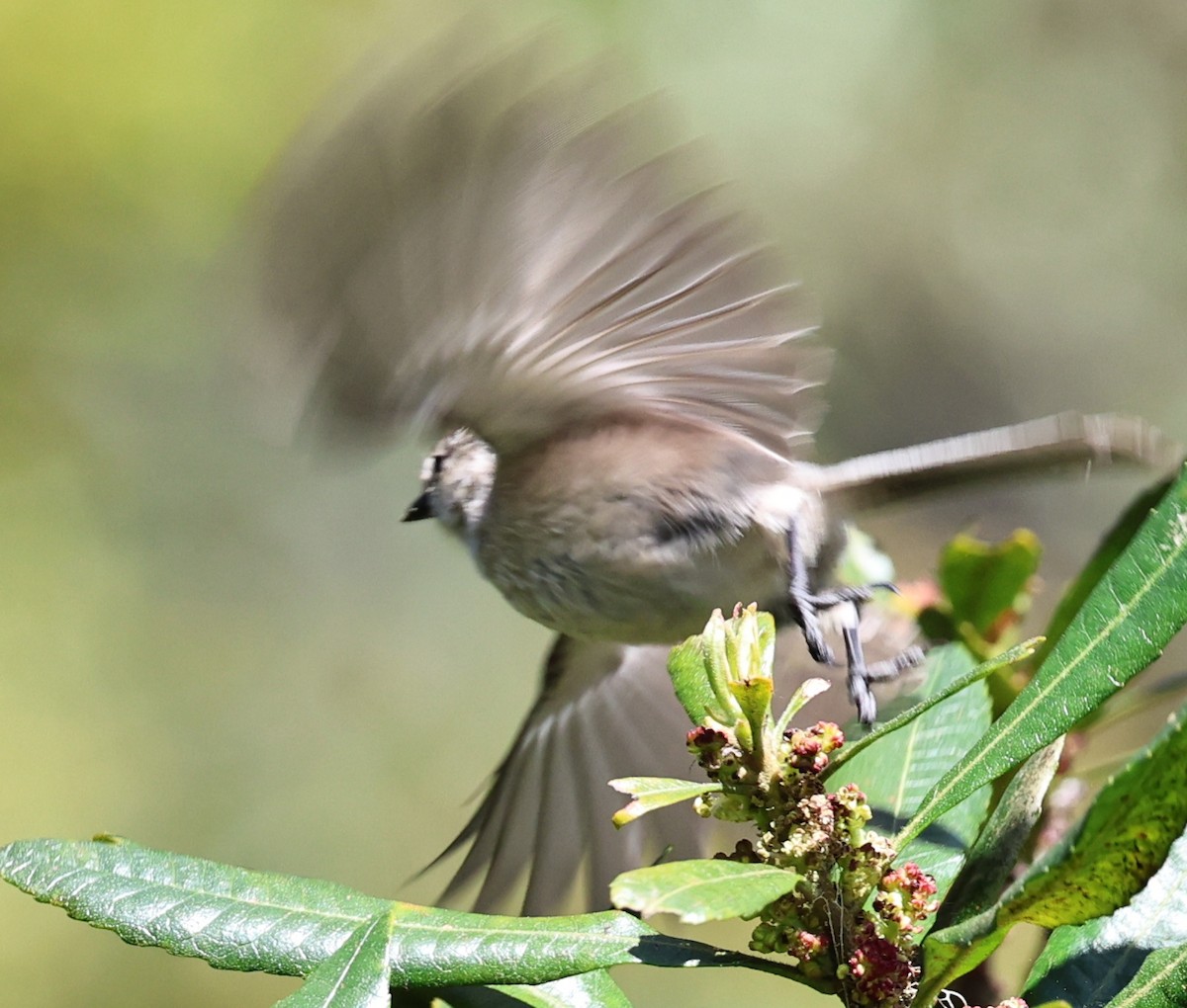 Bushtit - ML618006017