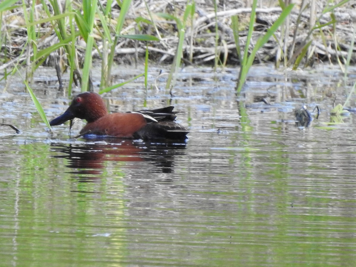 Cinnamon Teal - Cathy Carlson