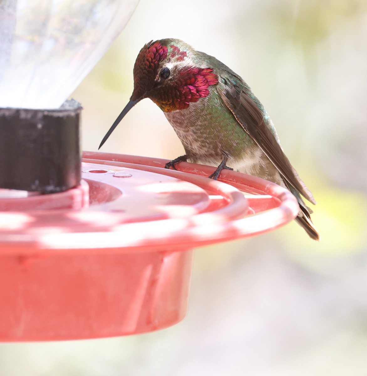 Anna's Hummingbird - ML618006050
