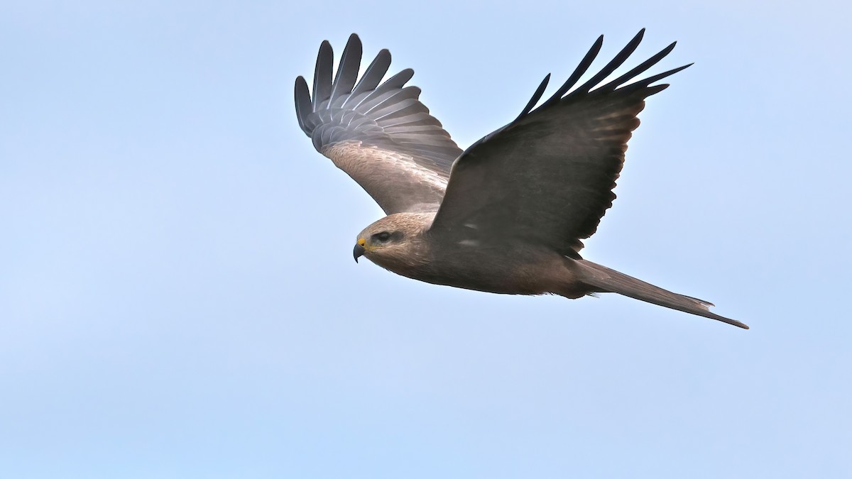 黑鳶 - ML618006066