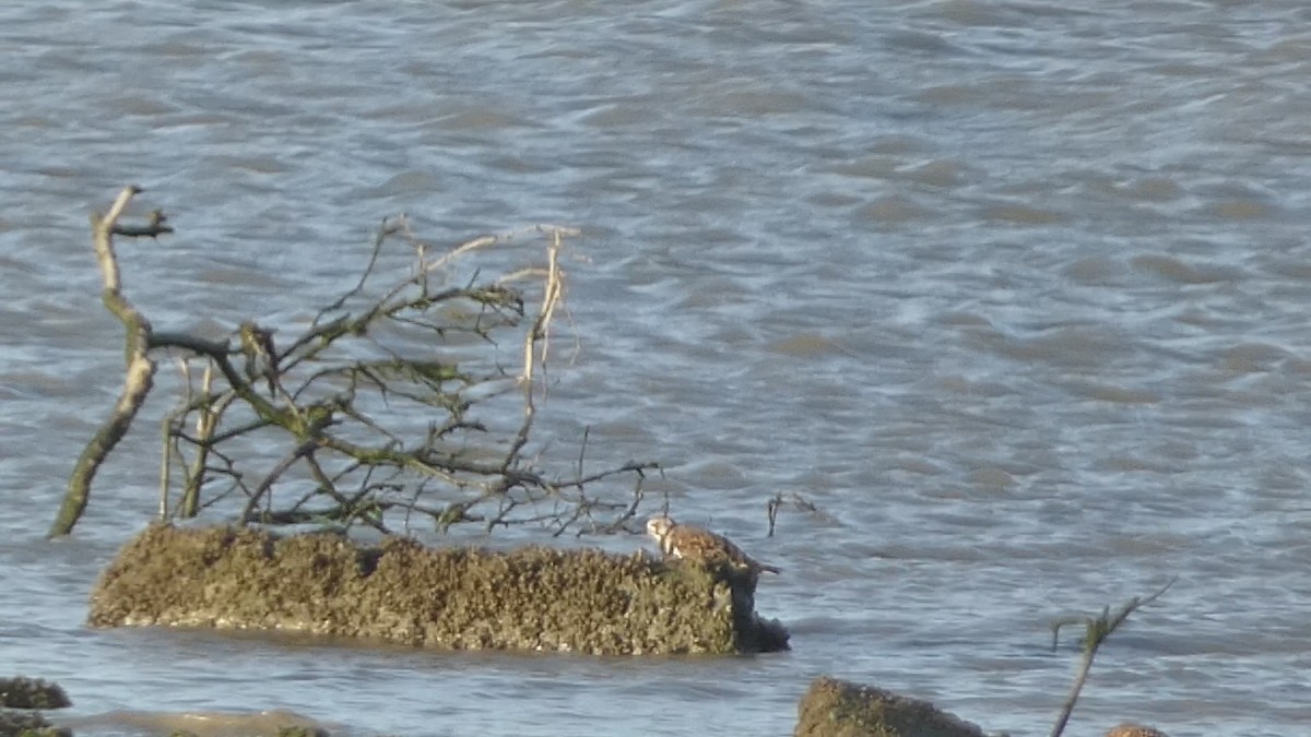 Ruddy Turnstone - ML618006107