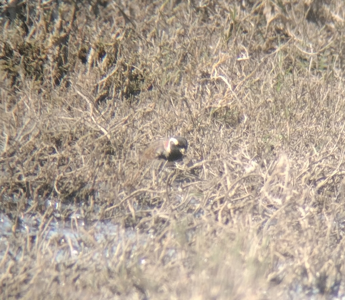 Lapland Longspur - ML618006146