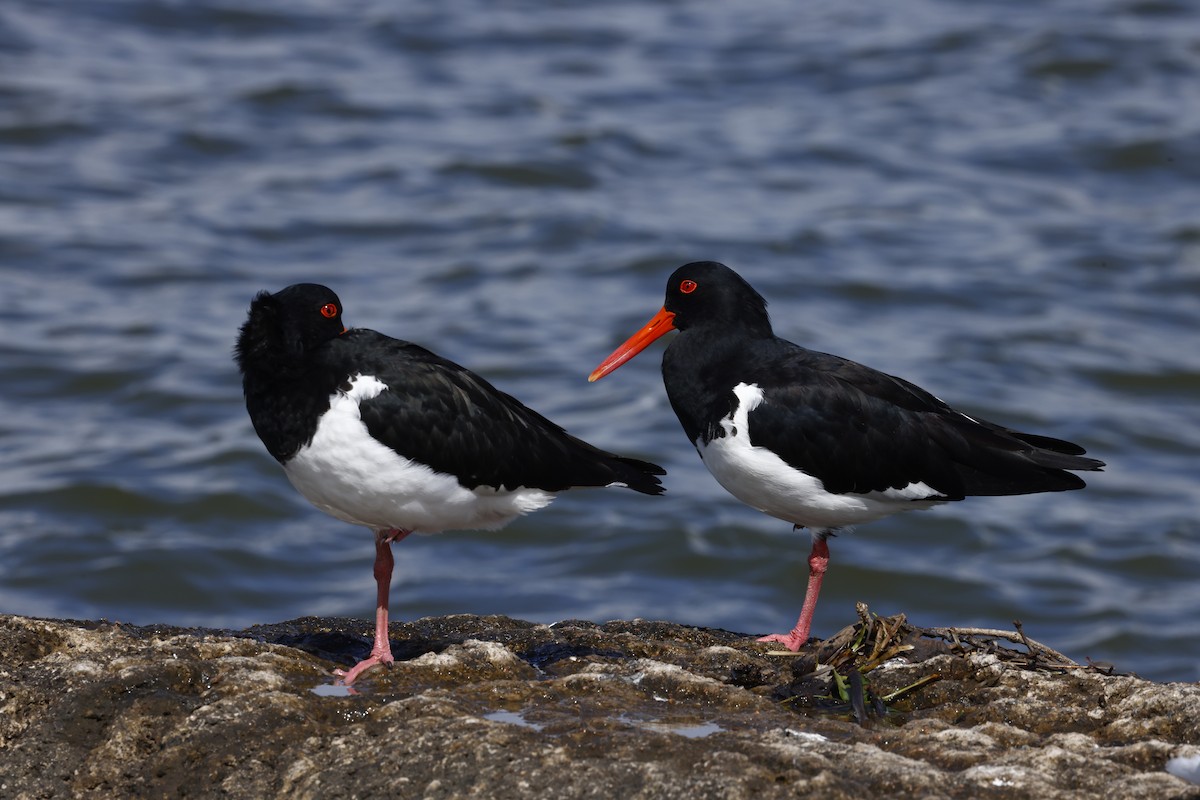 Pied Oystercatcher - ML618006182