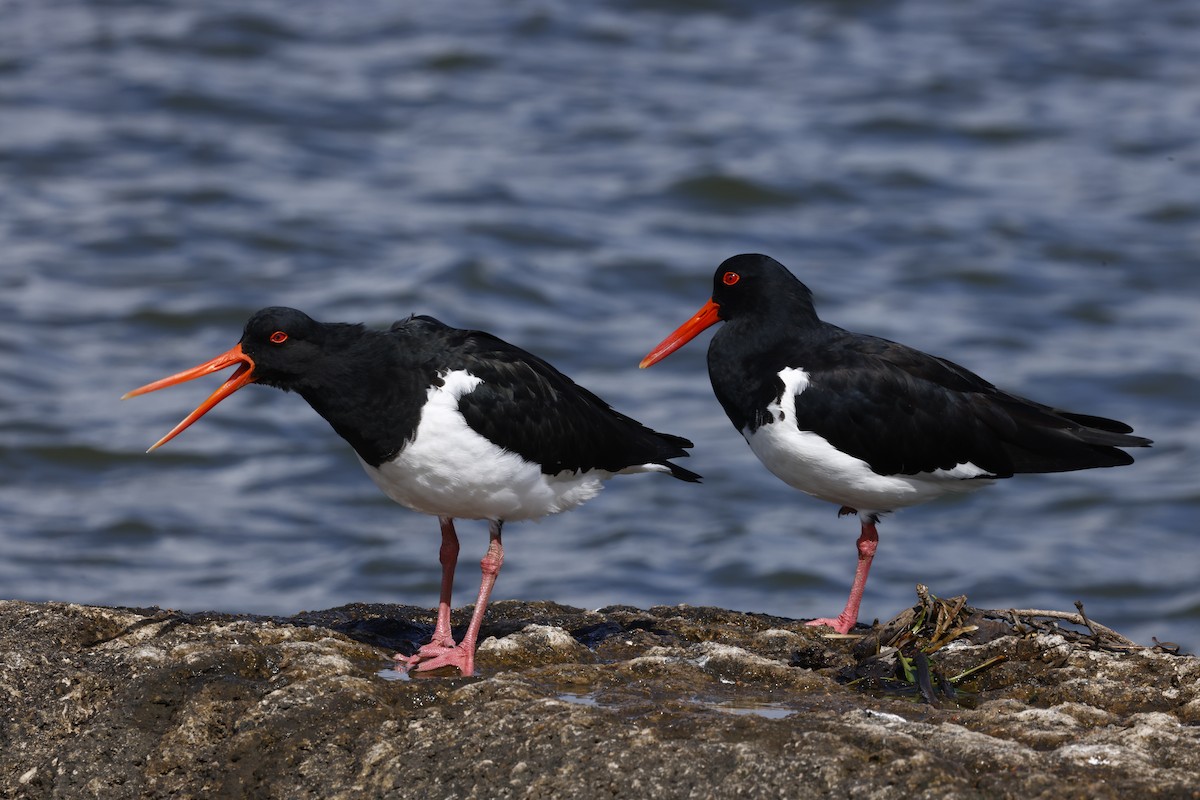 Pied Oystercatcher - ML618006183