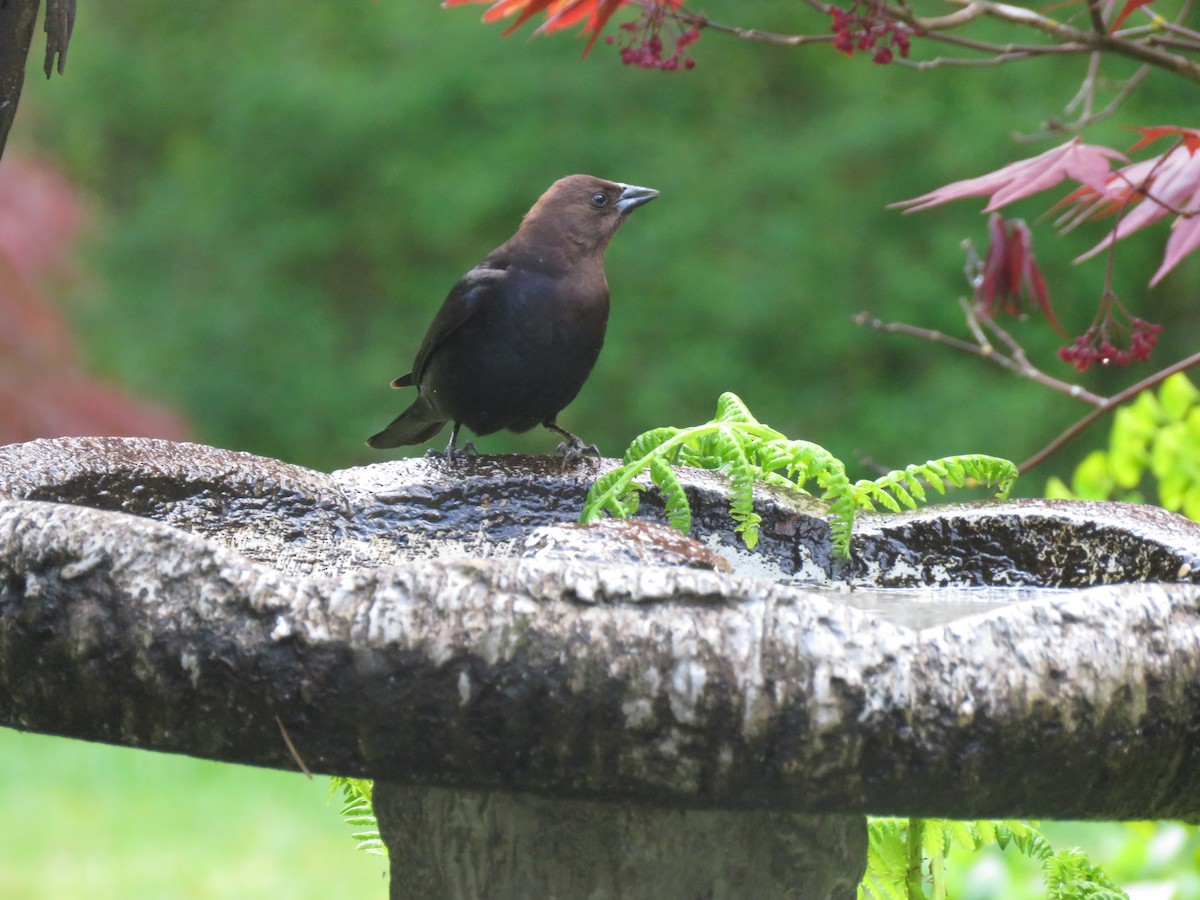 Brown-headed Cowbird - ML618006207